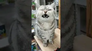 Милый котик, живущий в магазине зоо товаров 😊Cute cat living in a pet supply store 😺 