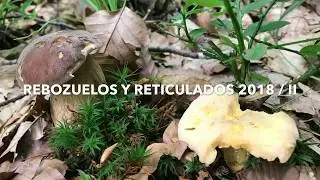 Rebozuelos y Reticulados 2018 parte 2