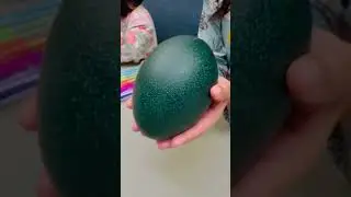 This is our first to see an Emu Egg. #shorts