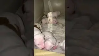 19 Day Old Litter Off Retard/Constance Payne