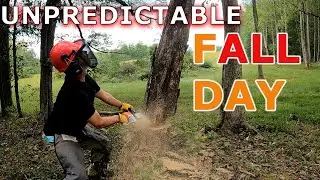 Where a DEAD TREE FALLS? A Normal Day, Unforeseeable Events!