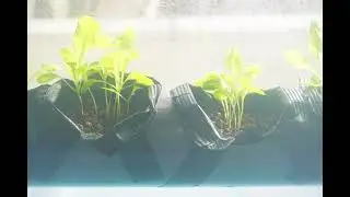 Hydroponic Time Lapse