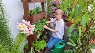 Planting More Shade Tolerant Crops In My Container Garden + My Seed Haul For Fall 🥕🍓