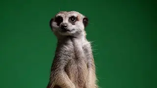 Meerkat – Free Green Screen VFX Loop Animation