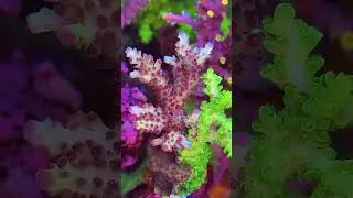 6 Month Coral Growth Is Insane