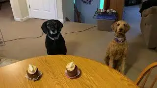 Goldendoodle participates in Happy Birthday singing on her birthday!