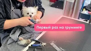 Шпиц в 2 года первый раз на груминге