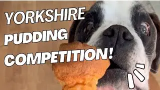 Boxer - Labrador Yorkshire pudding eating competition!