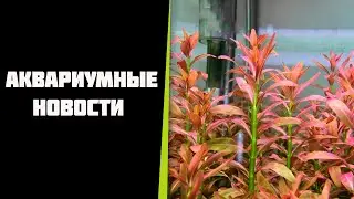 Четыре дня с запуска моего аквариума.
