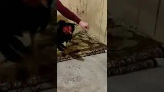 Шамо