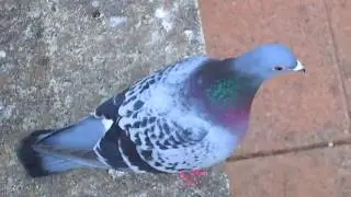 Thank you little PIGEON for our short time sharing the love