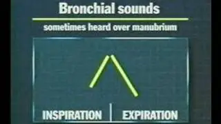 examination of the thoracic and respiratory system 5