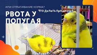 РВОТА У ПОПУГАЯ! ЧТО ДЕЛАТЬ ПРИ РВОТЕ У ВОЛНИСТОГО ПОПУГАЯ? РВОТА ИЛИ ОТРЫГИВАНИЕ? КАК ОТЛИЧИТЬ?