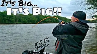 This GIANT FLATHEAD Was CRAZY (Bullhead For Bait)