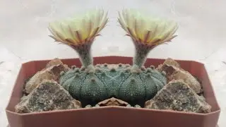 3 Consejos IMPORTANTES para EL CULTIVO de Astrophytum asterias (Resubido)