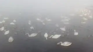 Лебединое озеро