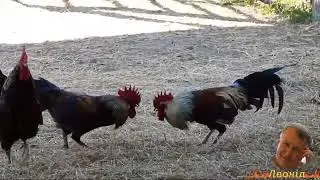 РАНОК!!!