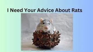 I Need Your Advice About Rats  (As Pets)