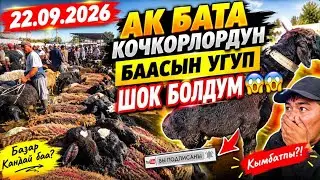 22.09.2026 АК БАТА МАЛ БАЗАР, КОЙ БАЗАРЫ БАЗАР КАНДАЙ БАА? Ооххооо 😱👍