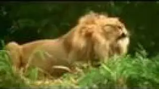 I AM LION HEAR ME ROAR