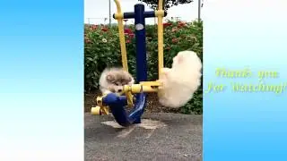 Симпатичные домашние животные и забавные животные, подборка Cute Pets And Funny Animals Compilation