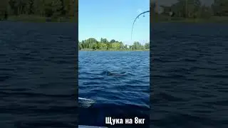 Щука 8 кг на Днепре - рыбалка в 2021 году