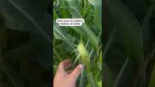 How to Grow More Than One Corn Variety!