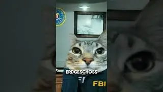 Wo leben Katzen gefährlich