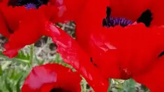 Такі тендітні червоні маки