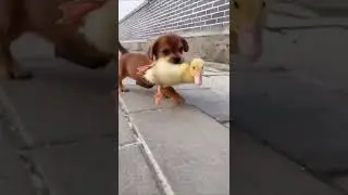 друзья  | jokeswithanimals | Тик Ток 