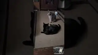 Caturday cat play #cat #catlover #catmom #cats #catvideos #funnycats #funnycatvideos #love #catplay