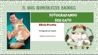 Blumenkatzen Ragdolls - Fotografando seu gato