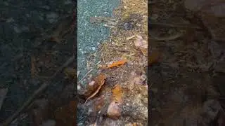 Thunder Puppy Rescue 🦎⚠️