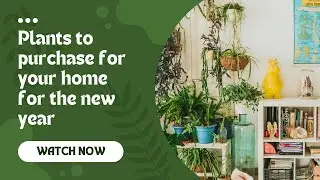 Lucky Plants to purchase for the new year
