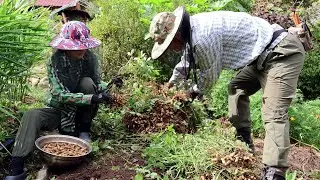 Korean countryside life, harvesting delicious peanuts on a cool autumn day~!!