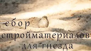 Зяблик / сбор стройматериалов для гнезда /