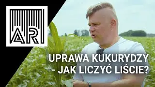 Uprawa kukurydzy - jak liczyć liście? | AR #215