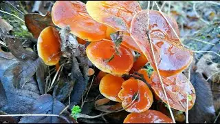 Even we did not expect such a collection! Mushrooms 2020.