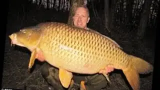 Tribute to fat carp