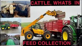 FEED COLLECTION - LOOK AT WHAT CATTLE WERE FEEDING