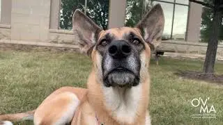 How to Administer Your Pet's Ear Drops