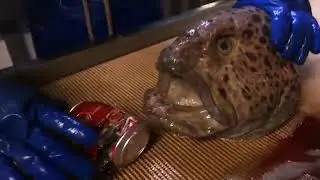Cabeza de pez lobo muerde una lata con facilidad. / Wolffish head bites into a can with ease.