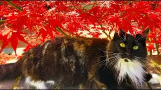 Maine Coon Cat Elvis Explores Creek