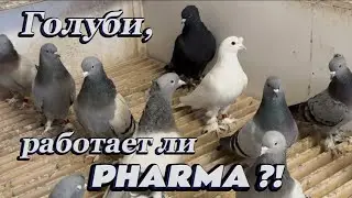 Doves, does PHARMA work?!