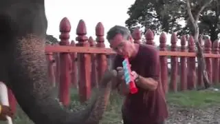 Смешное видео  Приколы с животными