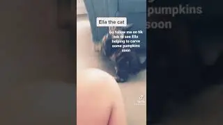 Ella the cat