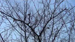 Crows in Tree TIME LAPSE (HD)