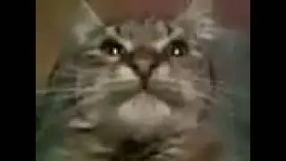 Кит ты маму мав? Оригинал | Cat, are you f*ck mom? The original
