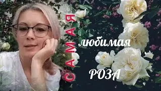 Vlog-168 Любимые сорта РОЗ🌹Первая волна цветения 2022 Помогите определить сорт, в конце ролика🙏🌞👒