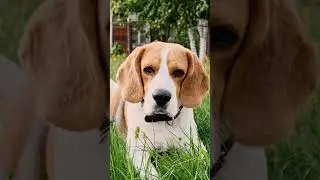3 LOW Maintenance Dog Breeds